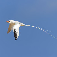 Red-billed Tropicbird